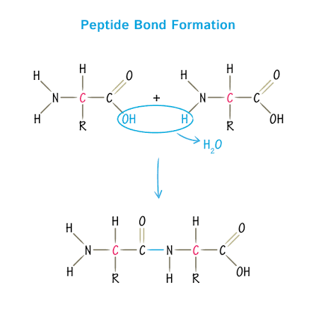 buy peptides in Australia peptides Australia peptides buy Australia peptide Australia store purchase peptides Australia buy peptides Australia online research peptides Australia premium peptides Australia peptide supplier Australia laboratory peptides Australia BPC-157 Australia TB-500 Australia GHK-Cu peptide Australia CJC-1295 Australia Ipamorelin Australia peptide blends Australia peptide research products peptide storage guide peptide reconstitution guide peptide quality standards
